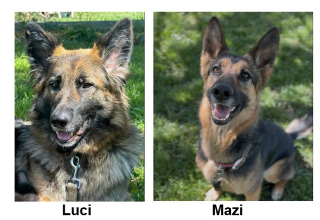 Luci and Mazi