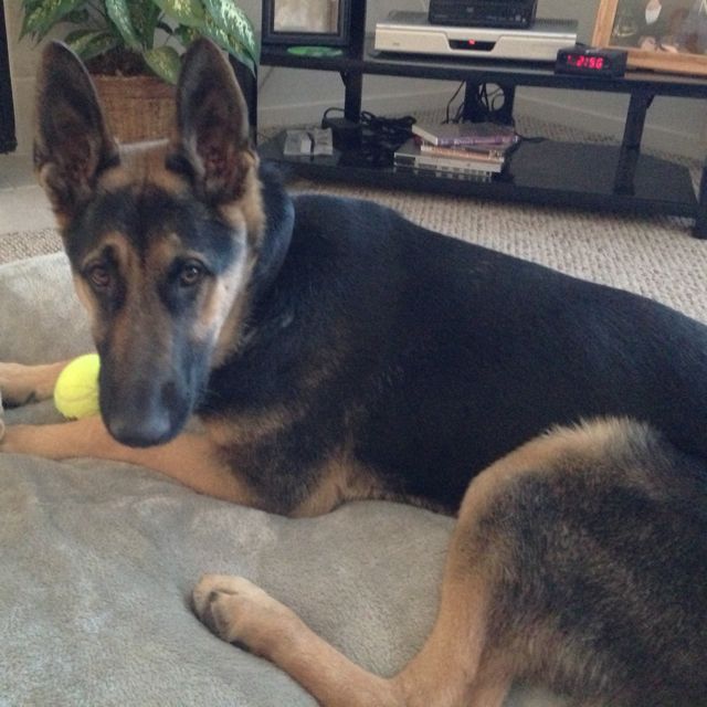 Dawn Meisner-Jax