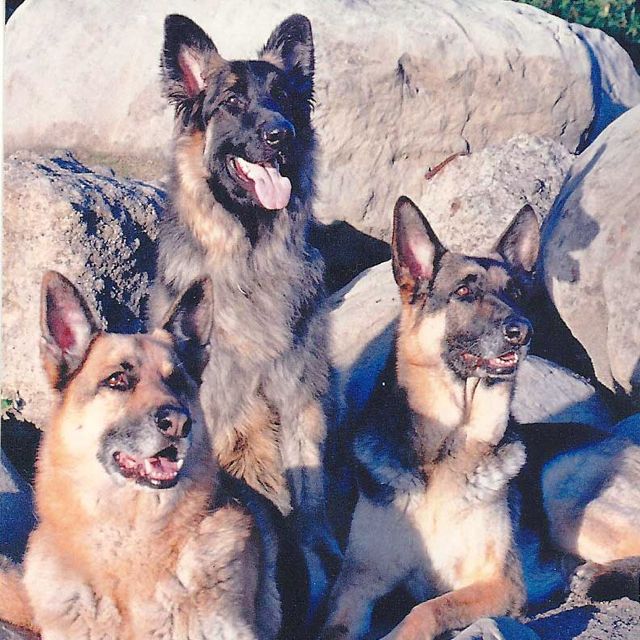 The_Rubys_Dogs