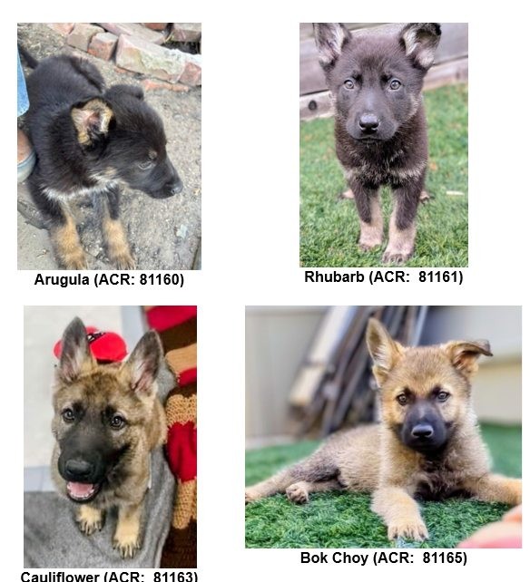 Pups at Oakland Animal Services