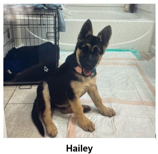 Pups at Oakland Animal Services