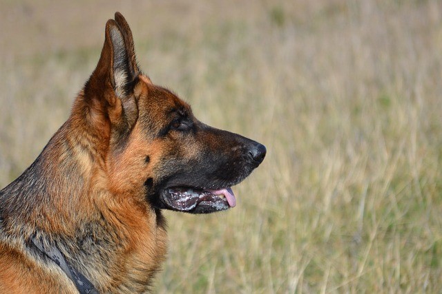 Senior german sales shepherd