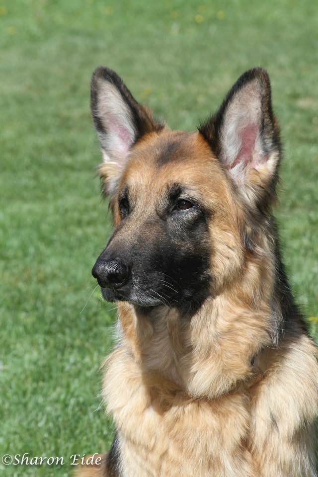 R. Beth’s King of Hearts UD, RAE, CGC, TC. “Sky