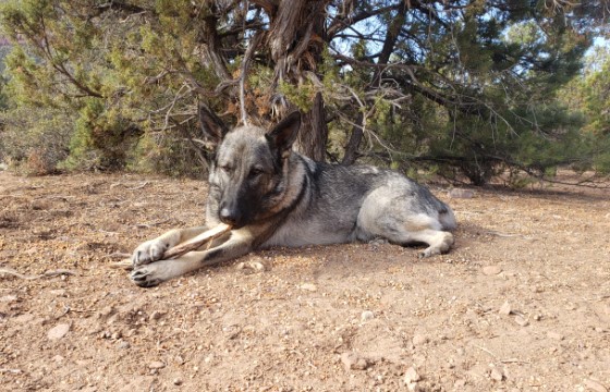 Achilles