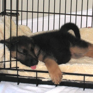 crate for german shepherd puppy