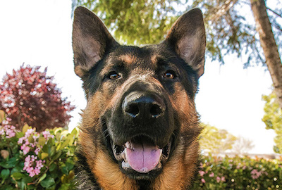 norcal german shepherd rescue